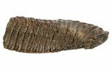 Fossil Woolly Mammoth Molar - Siberia #235036-4